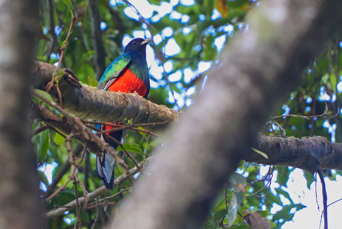 Eared Quetzal - ML465435311