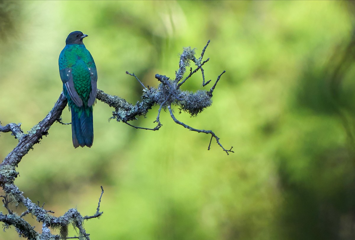 Eared Quetzal - ML465435481