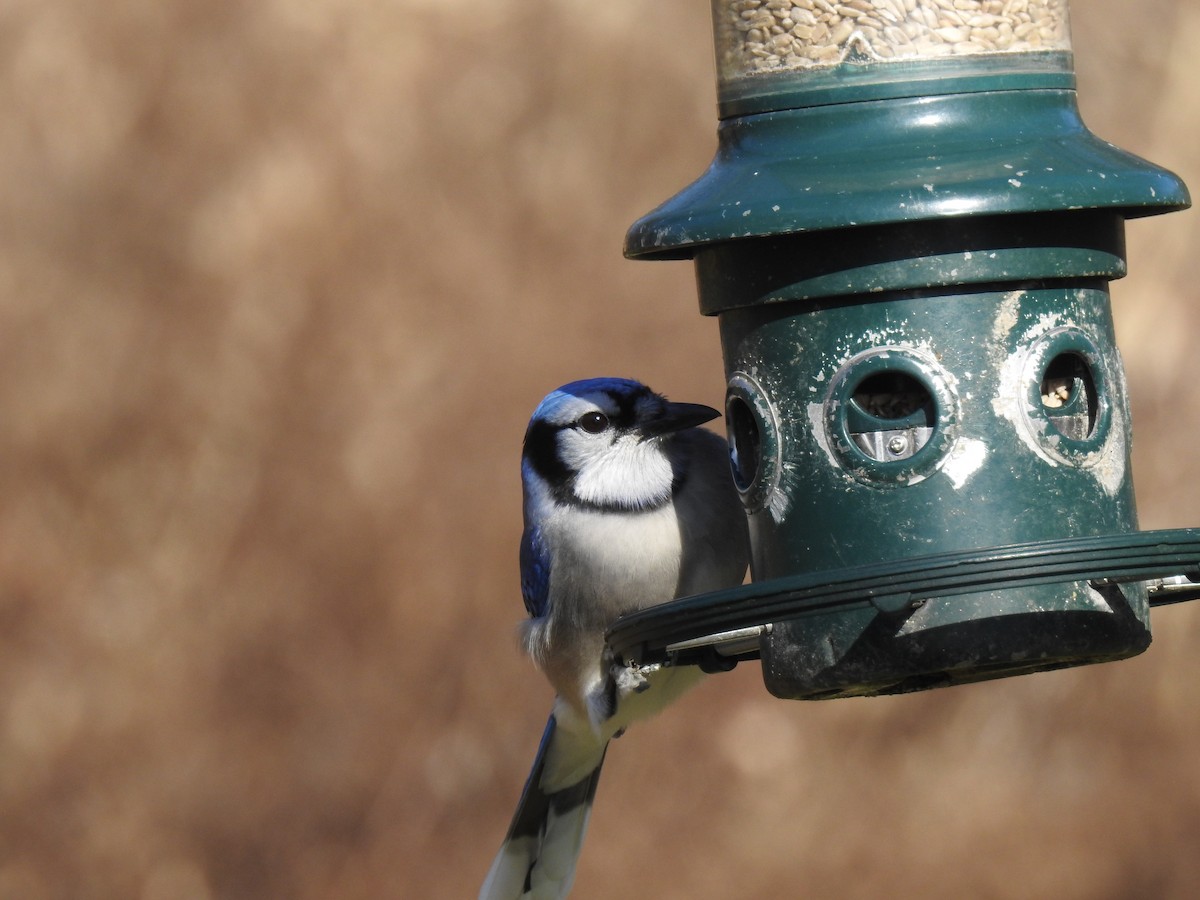 Blue Jay - ML46543621