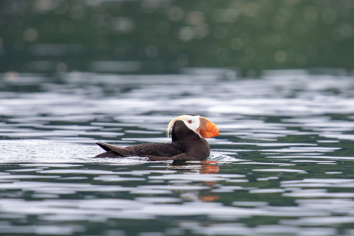 Tufted Puffin - ML465436791