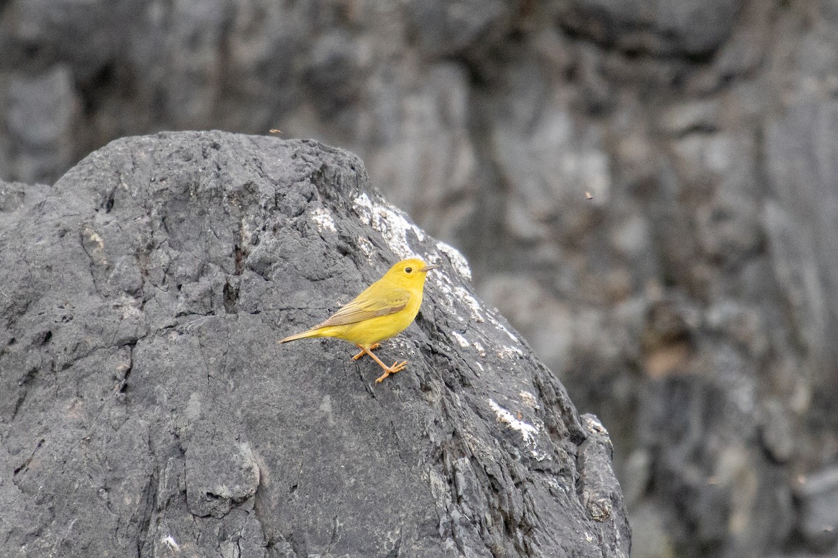 Yellow Warbler - ML465436931