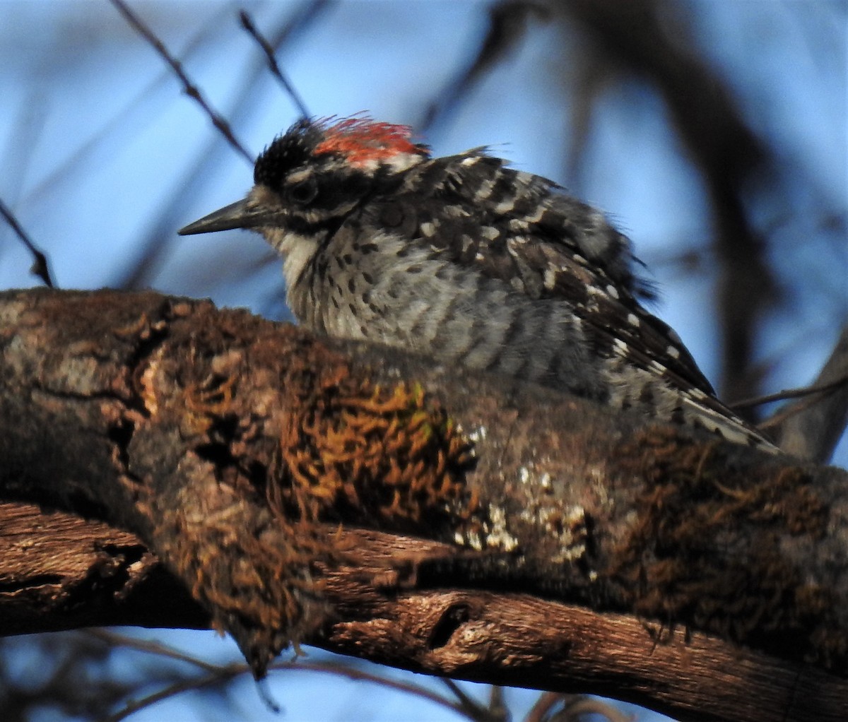 Nuttall's Woodpecker - ML465437141