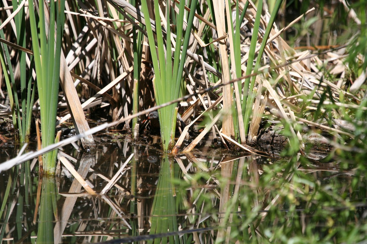 Virginia Rail - ML46543741