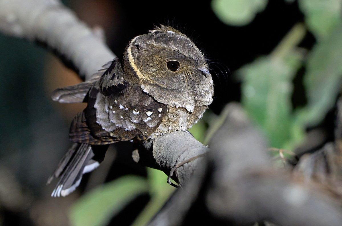 Eared Poorwill - ML465438171