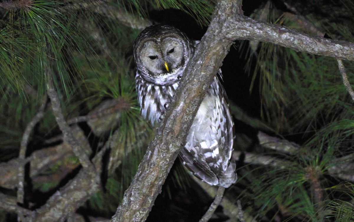 Cinereous Owl - ML465438241