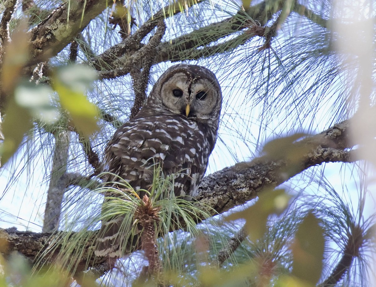 Cinereous Owl - ML465438461