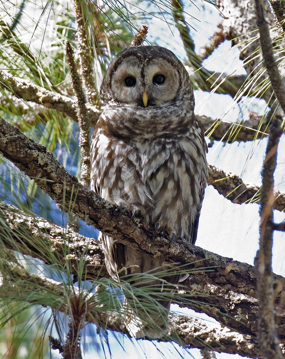 Cinereous Owl - ML465438471