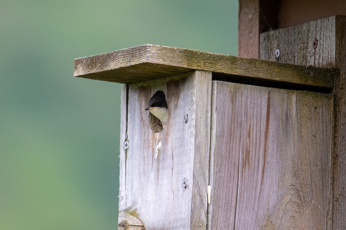 Tree Swallow - ML465438611