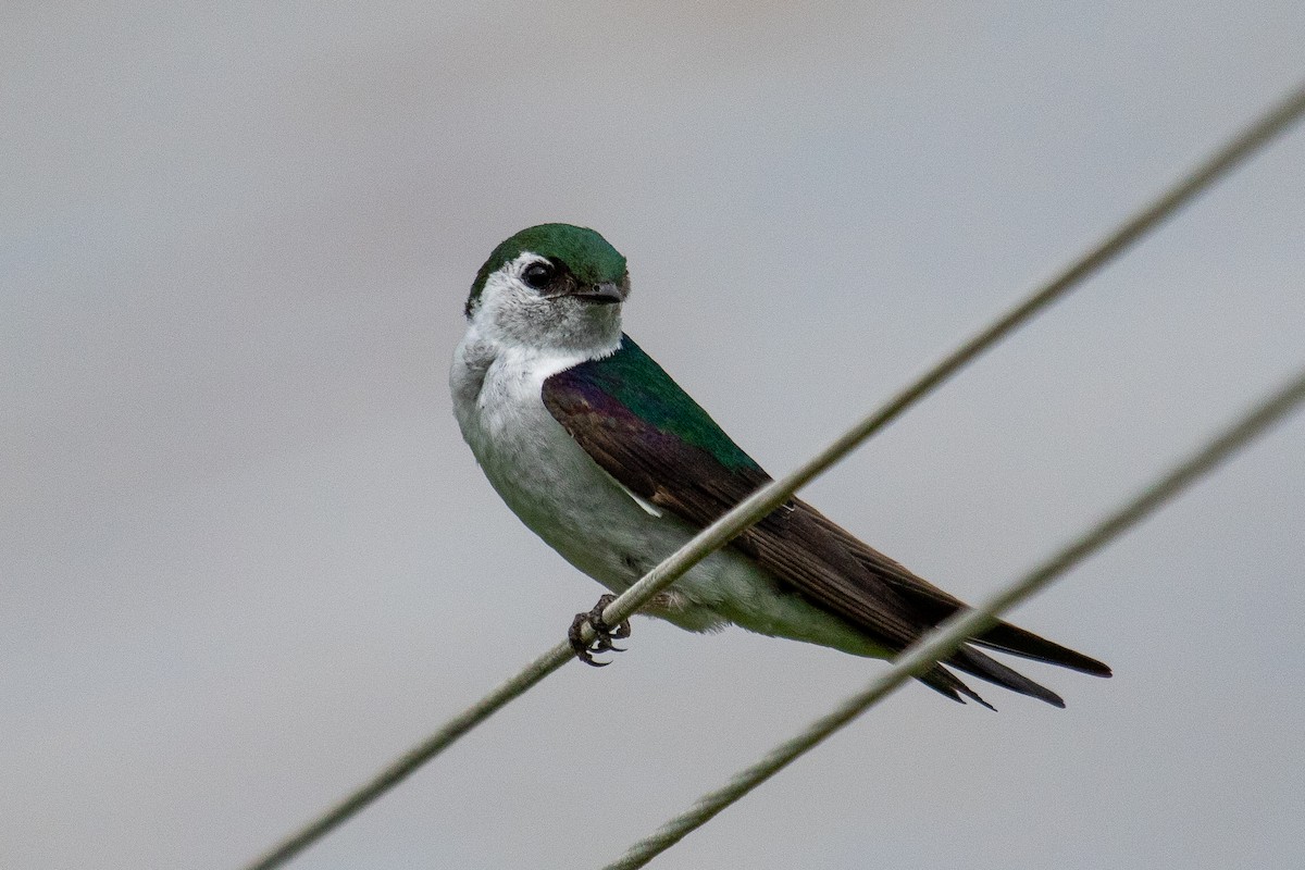 Violet-green Swallow - ML465438661