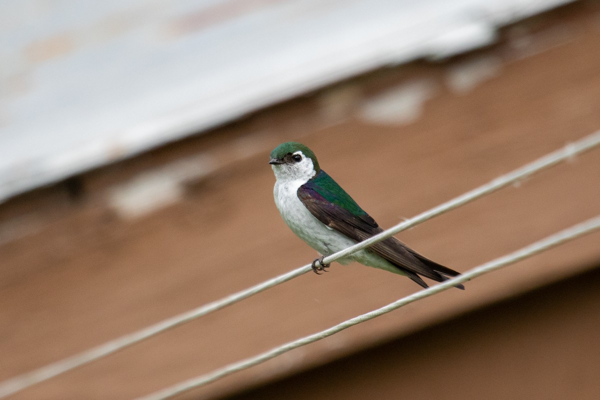 Violet-green Swallow - ML465438671