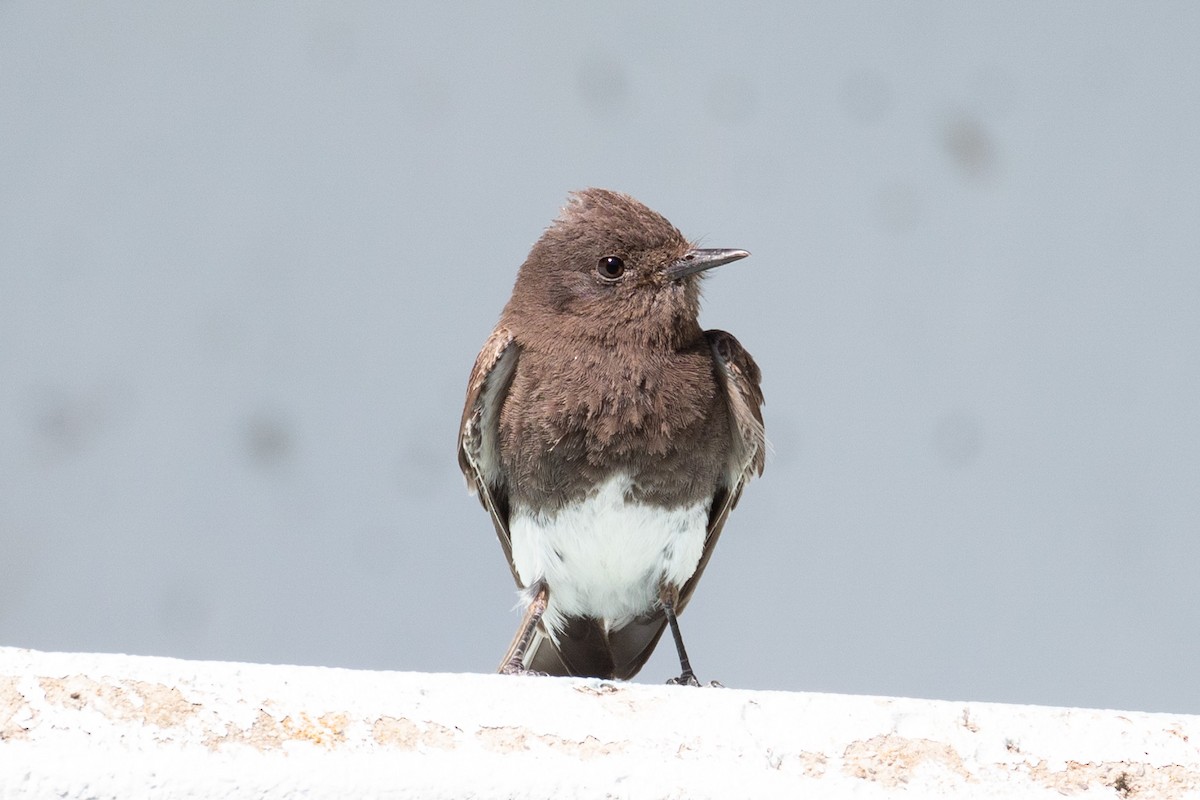 Black Phoebe - ML465441631