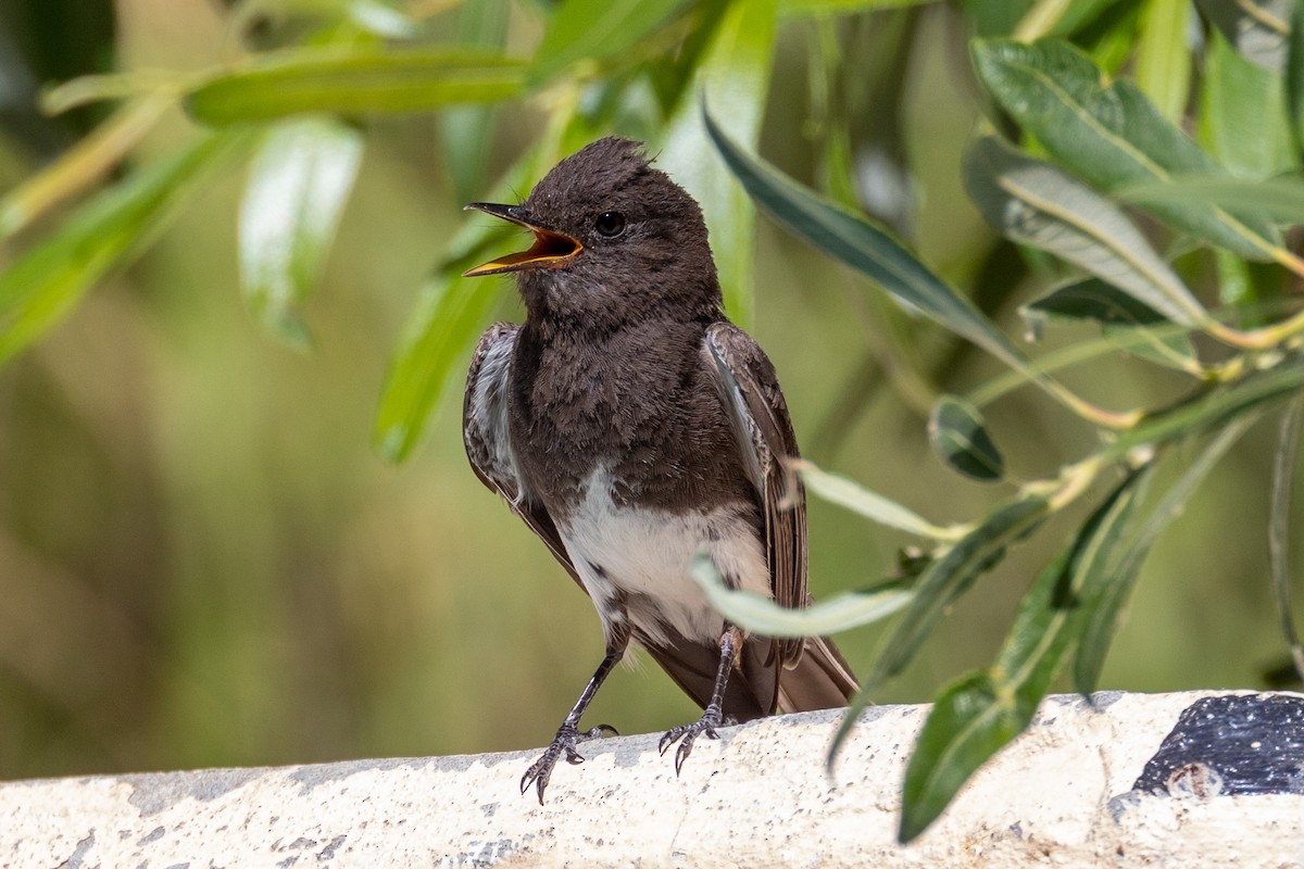 Black Phoebe - ML465441641