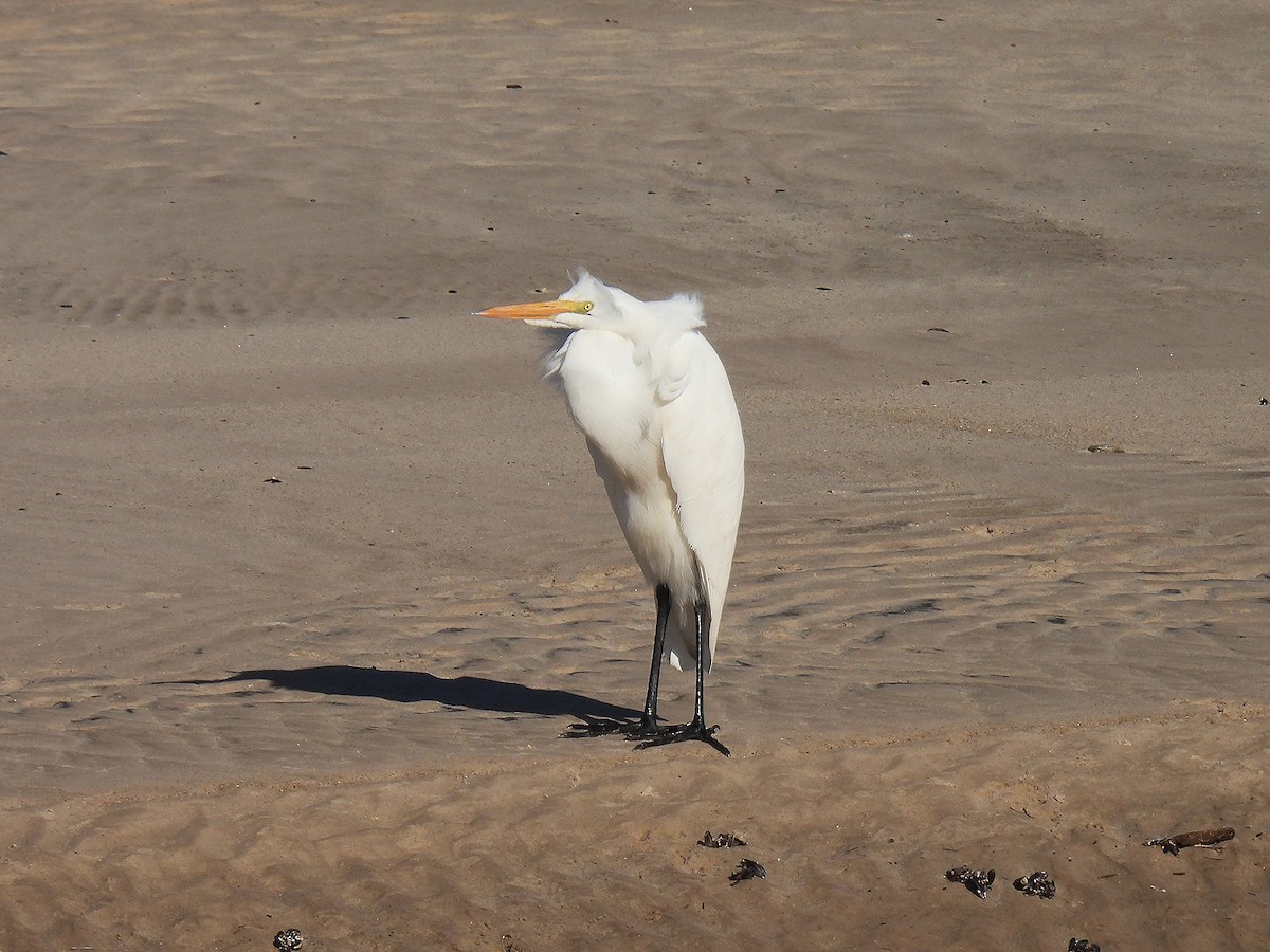 Great Egret - ML465441841