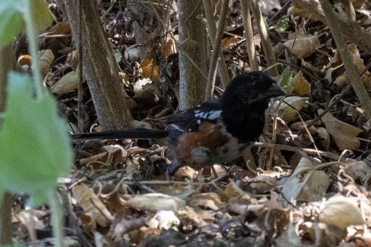 Spotted Towhee - ML465442001