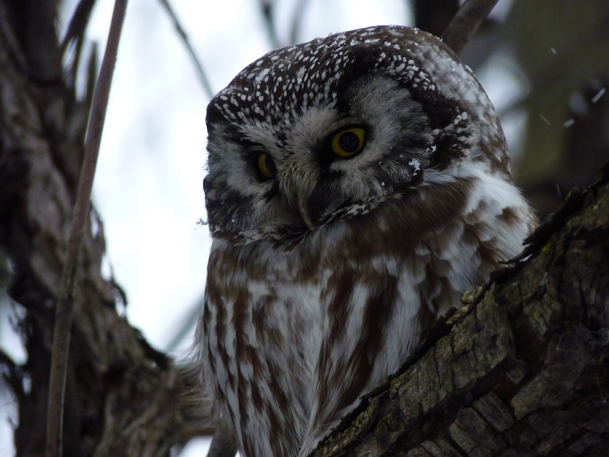 Boreal Owl - ML46544201