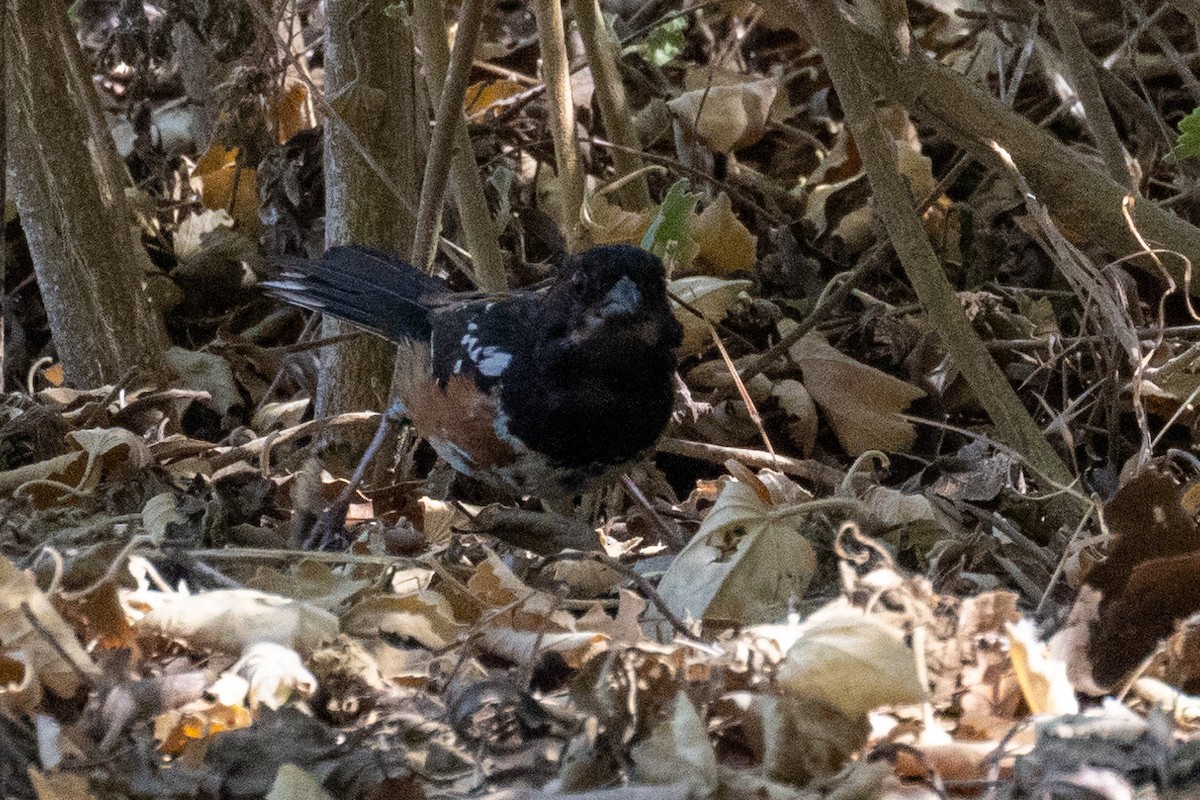 Spotted Towhee - ML465442011