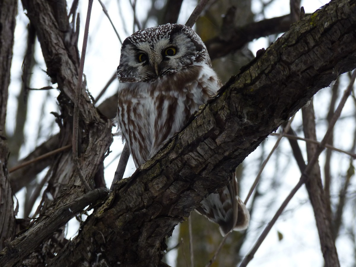 Boreal Owl - ML46544231