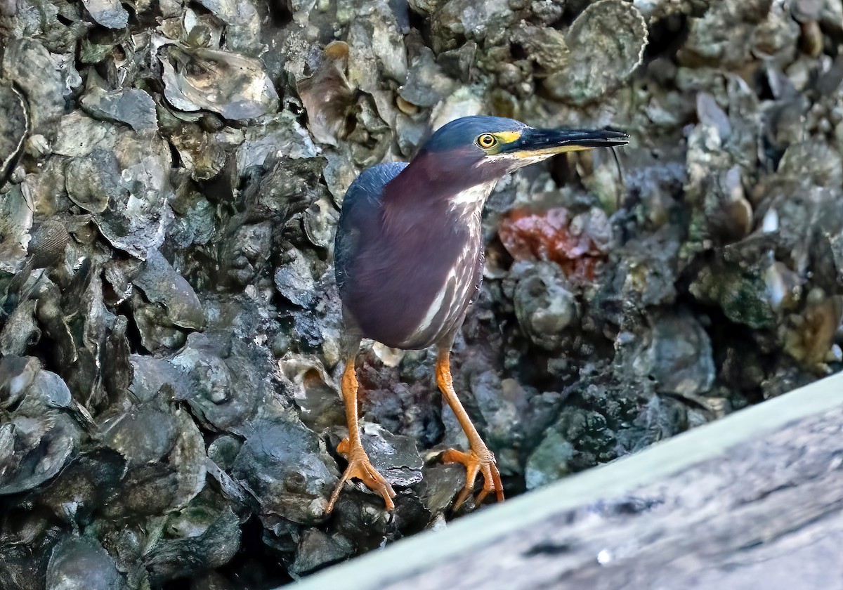 Green Heron - Ingrid Siegert