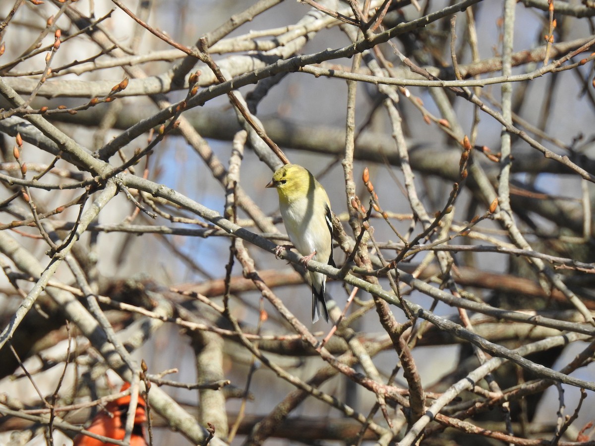 Chardonneret jaune - ML46544351