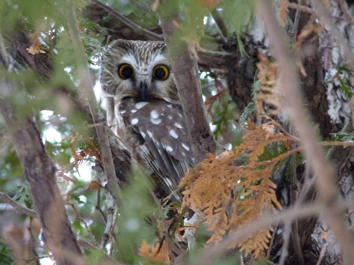 Northern Saw-whet Owl - ML46544401