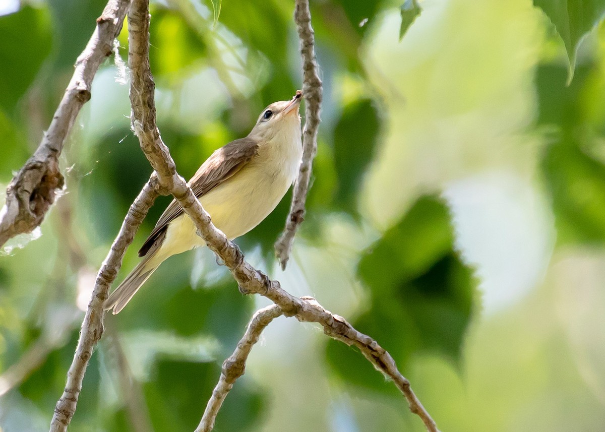 Warbling Vireo - Ken Pride