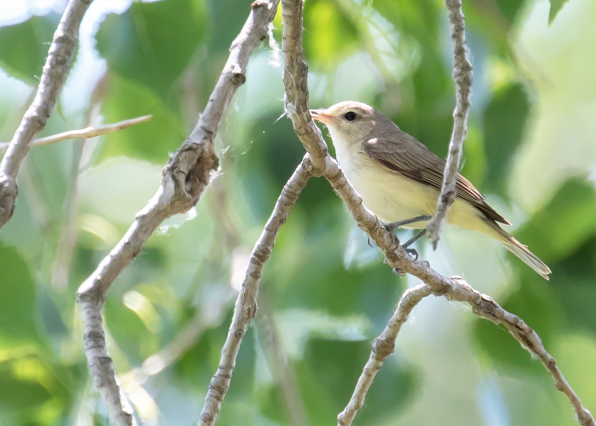 Warbling Vireo - Ken Pride