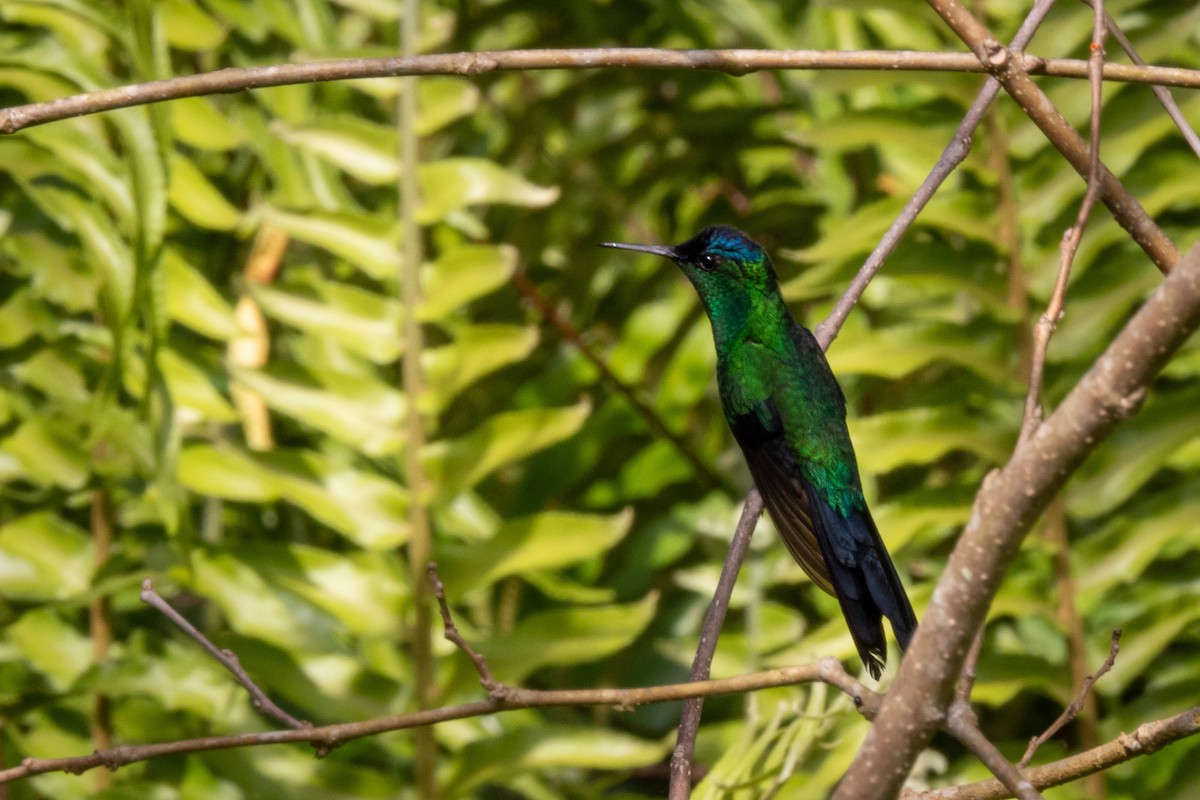 Violet-capped Woodnymph - ML465446111