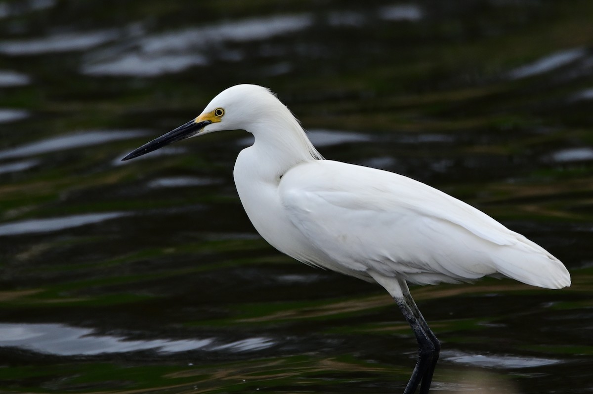 Snowy Egret - ML465447791