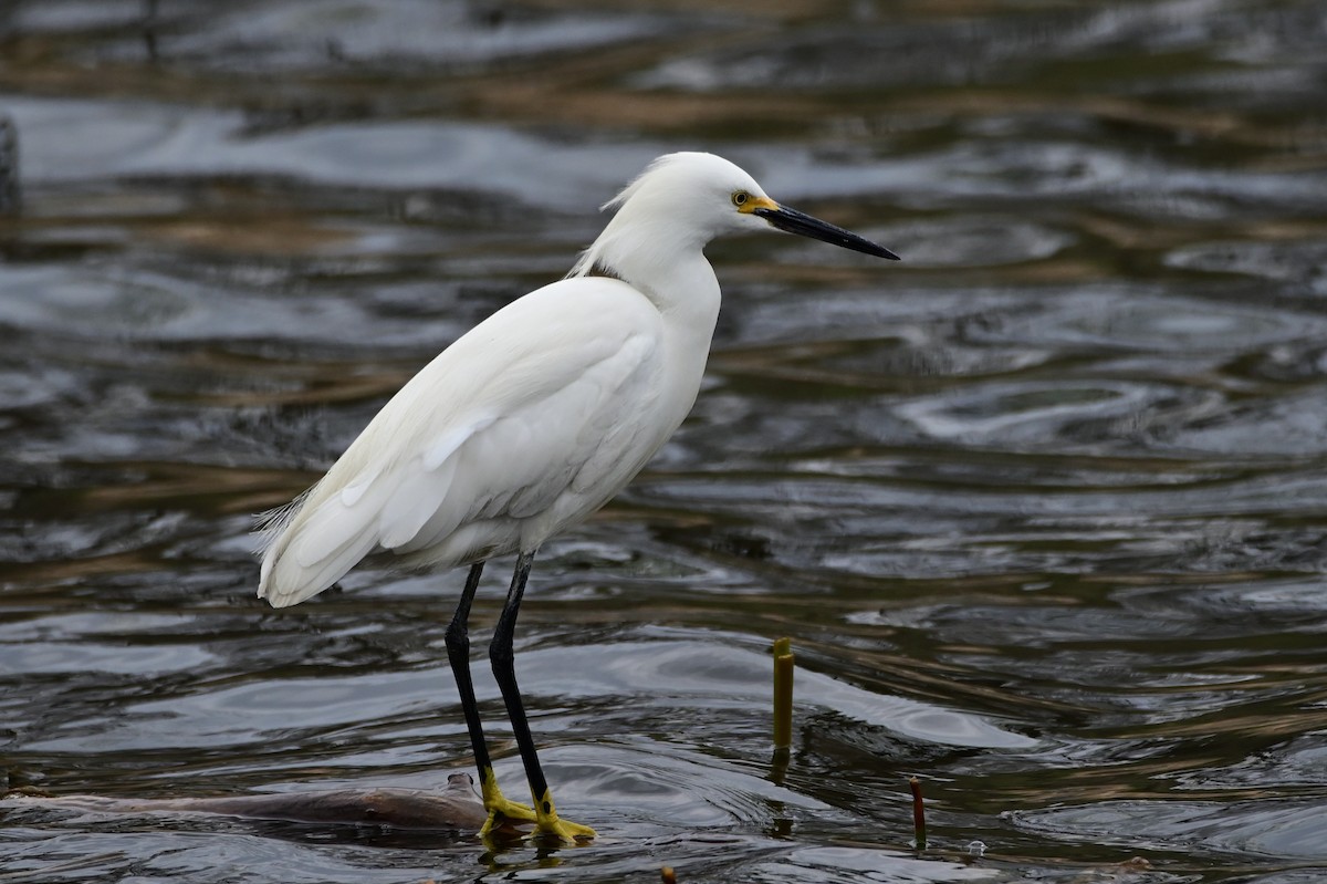 Snowy Egret - Trey Weaver