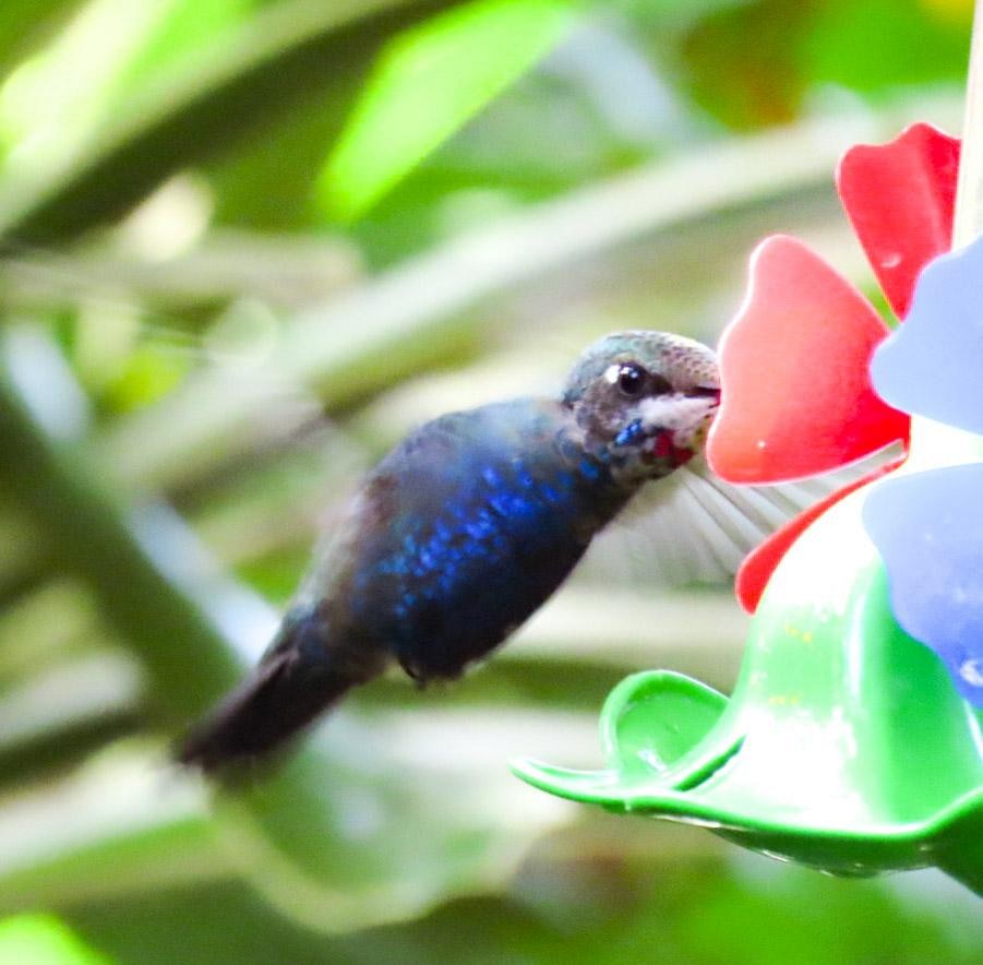 kolibřík cerradový - ML465448541