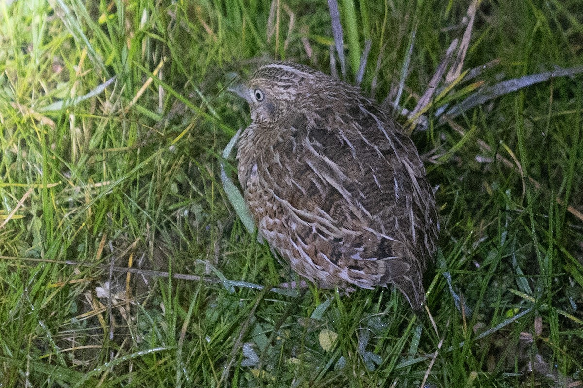 Red-chested Buttonquail - Duncan Henderson