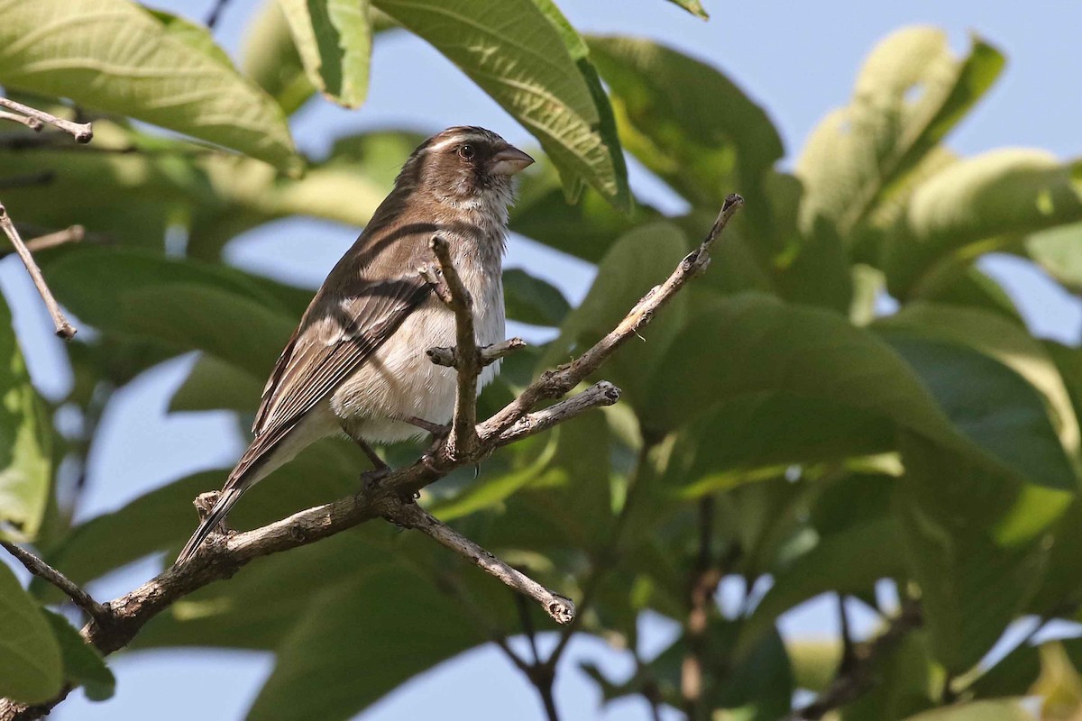 Reichard's Seedeater (Stripe-breasted) - Mark W. Lockwood