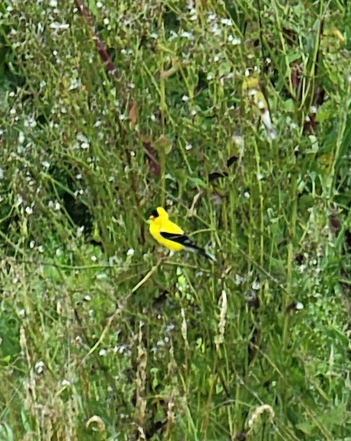 American Goldfinch - ML465450481