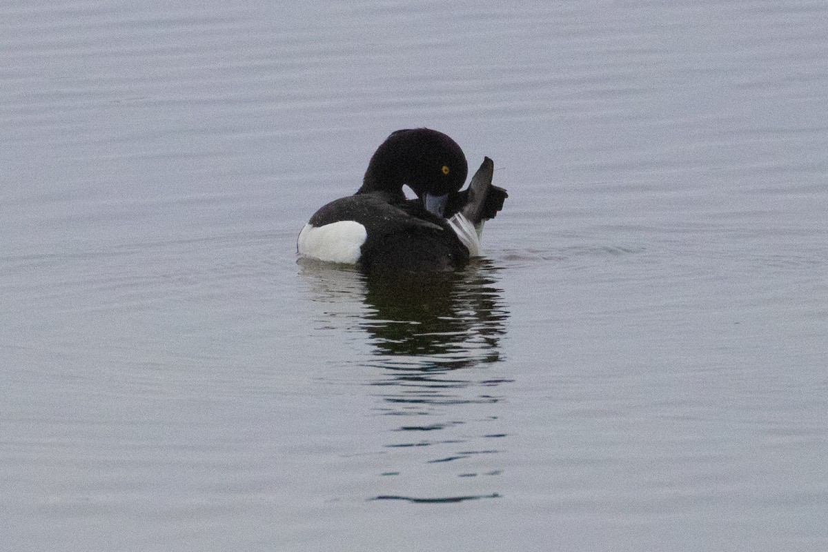 Tufted Duck - ML465451391