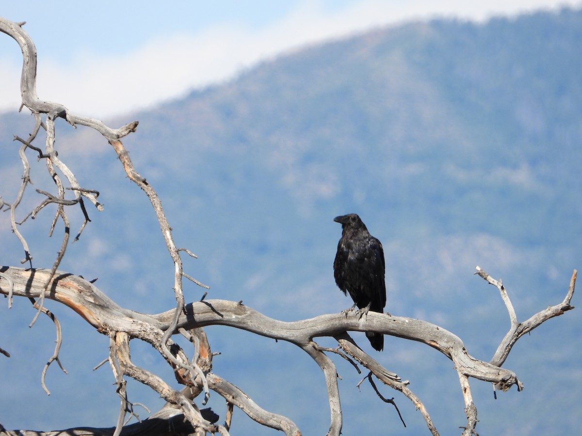 Common Raven - ML465451961