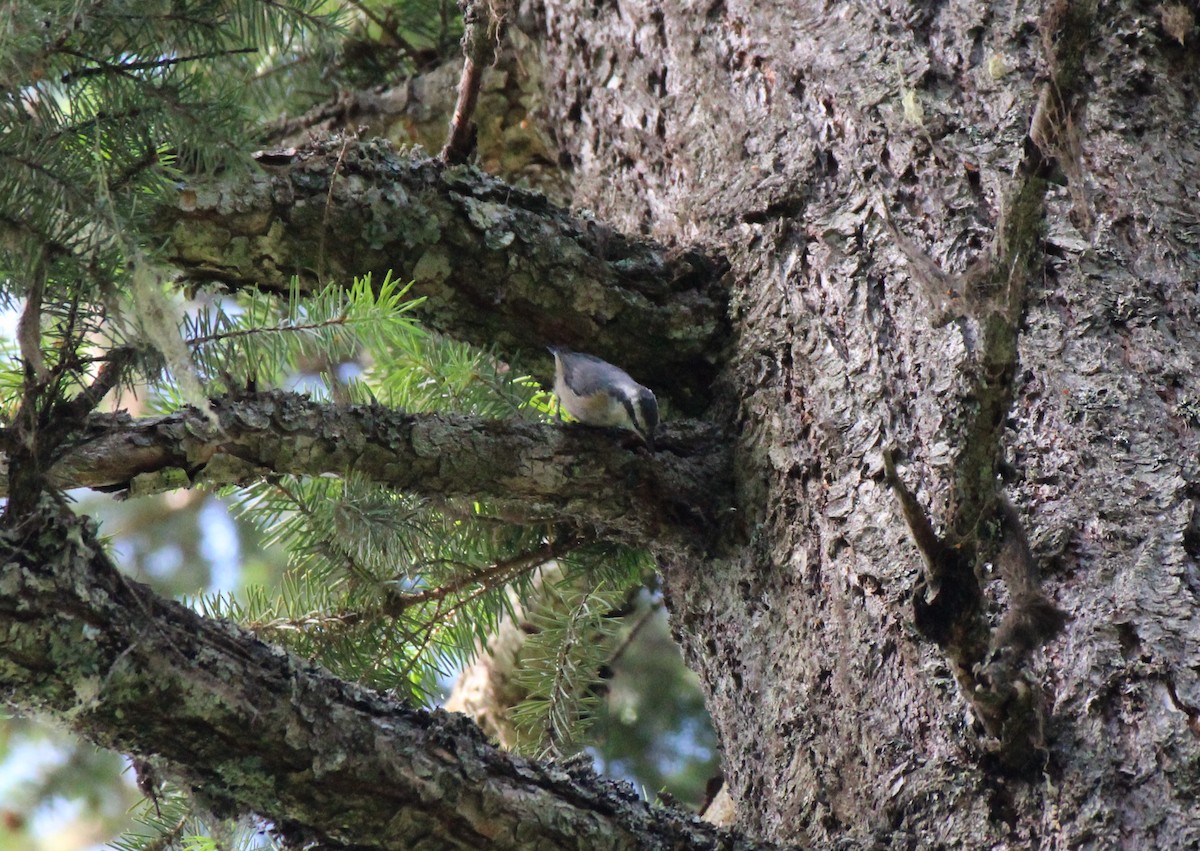 Red-breasted Nuthatch - ML465452011