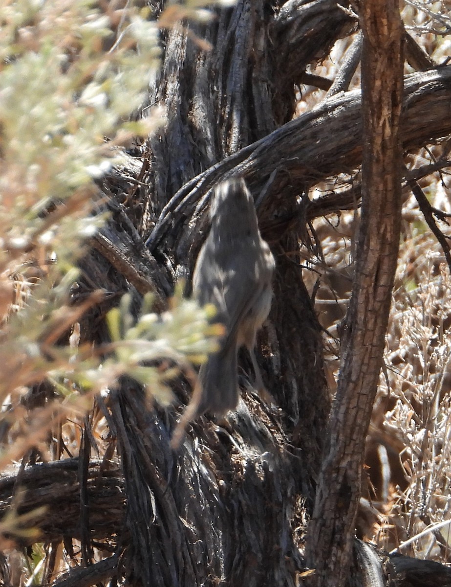 Juniper Titmouse - ML465452091