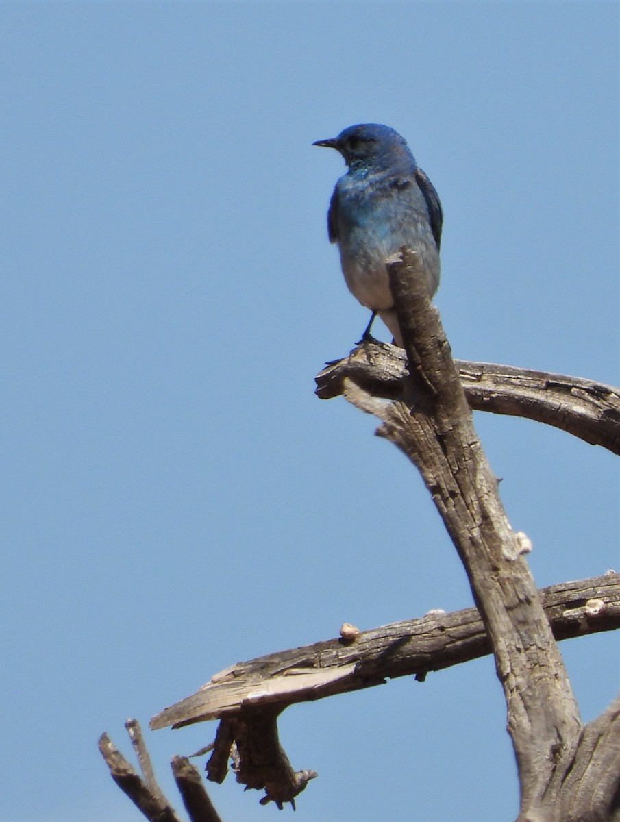 Mountain Bluebird - ML465452311