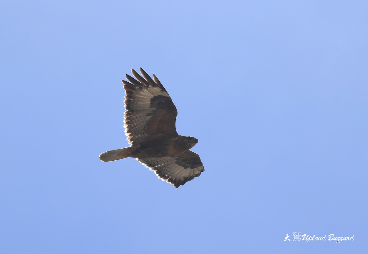 Upland Buzzard - Qiang Zeng