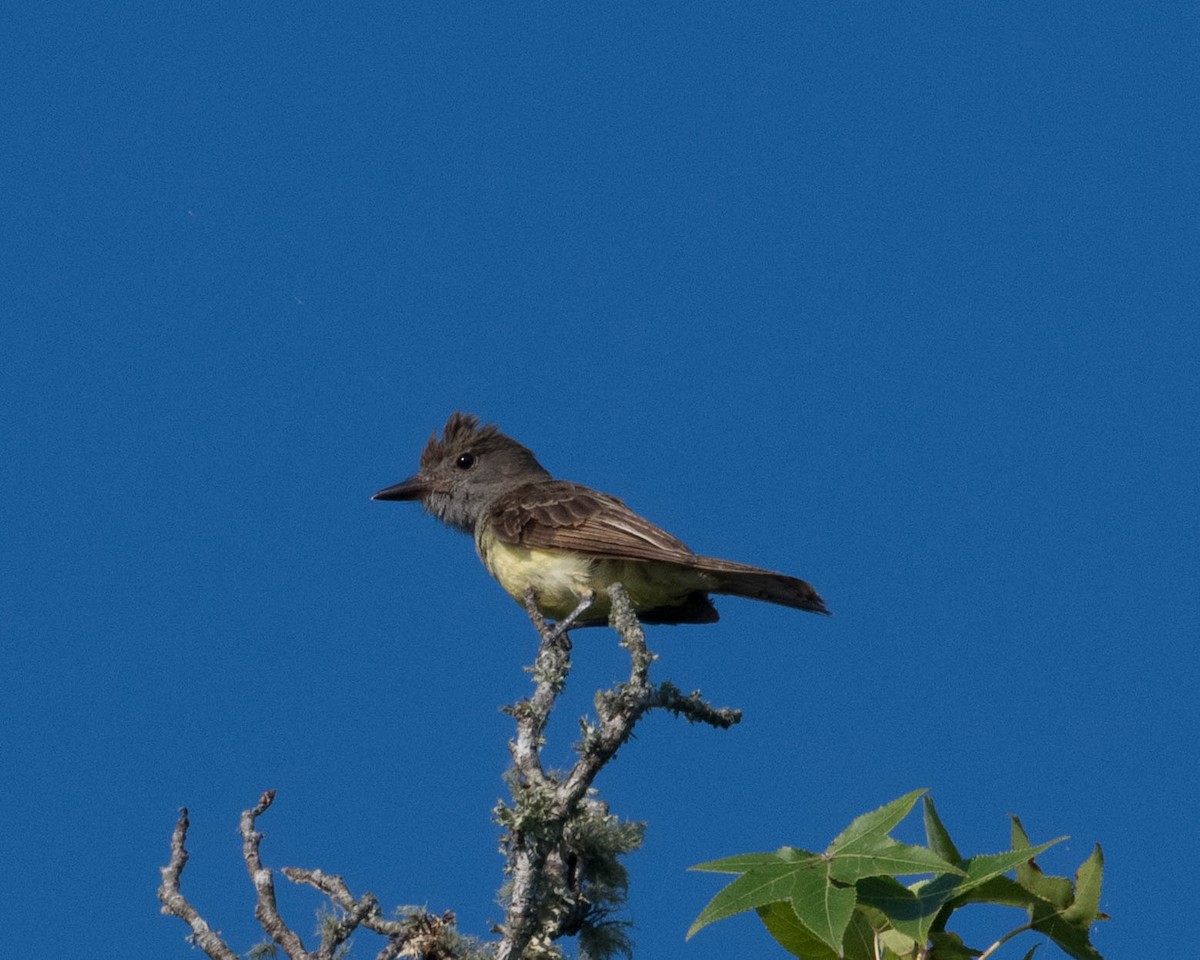 Копетон чубатий - ML465455311