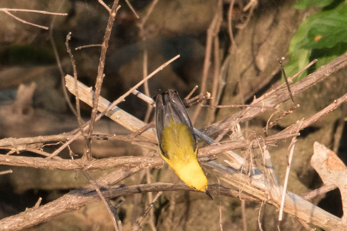 Пісняр жовтий - ML465455441