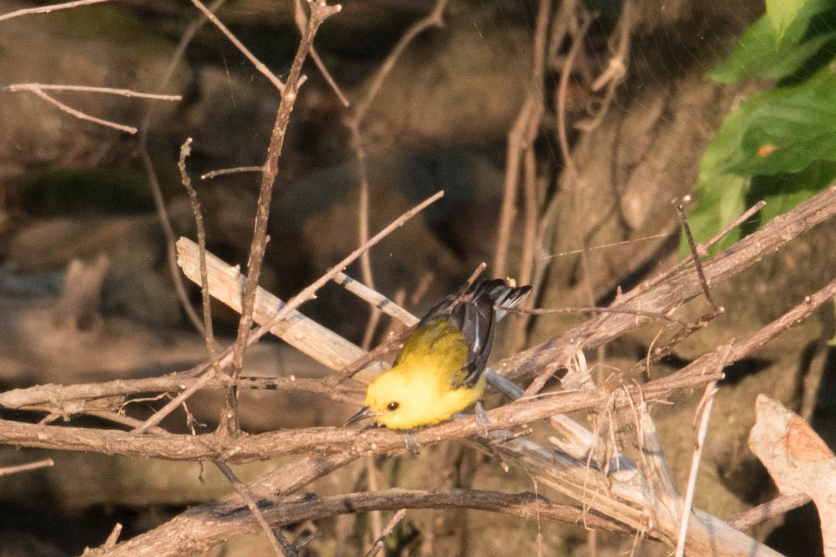 Пісняр жовтий - ML465455451