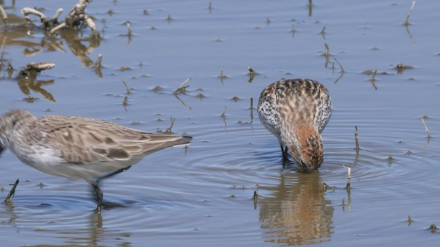 Western Sandpiper - ML465455931