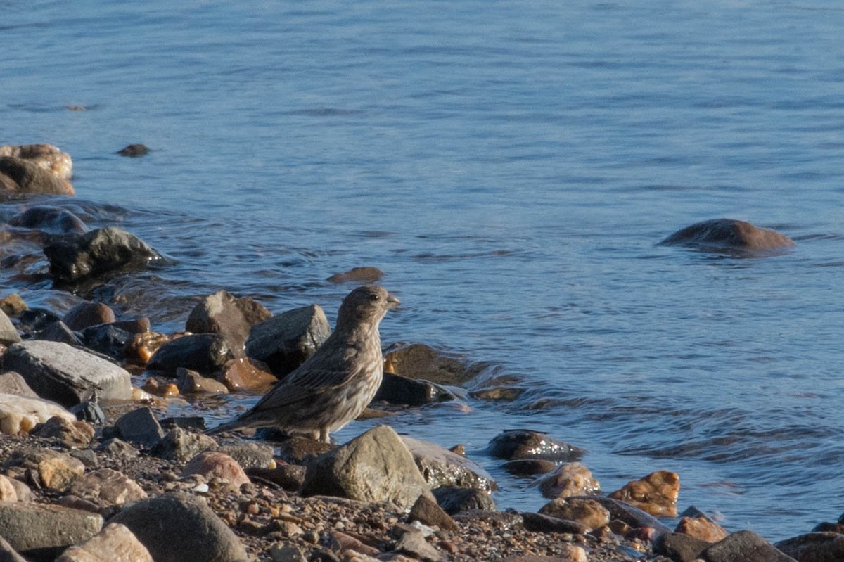 Чечевиця садова - ML465457131