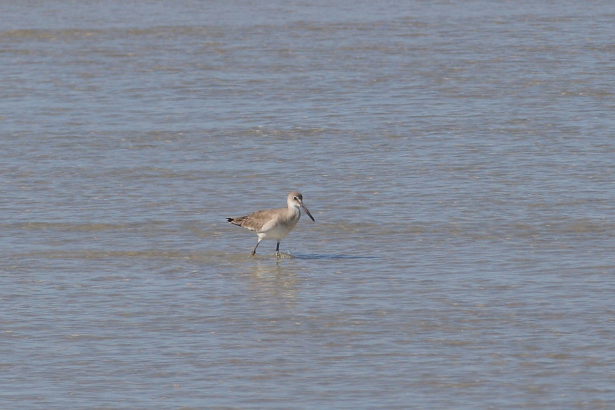 Willet - Steve Raduns