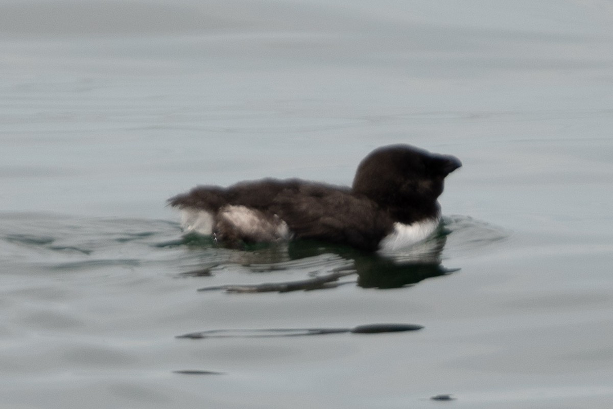 Гагарка мала - ML465457801