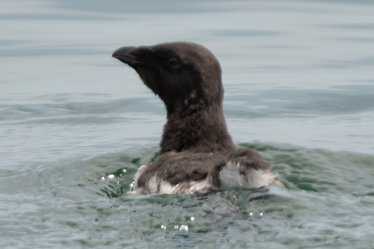 Гагарка мала - ML465457811