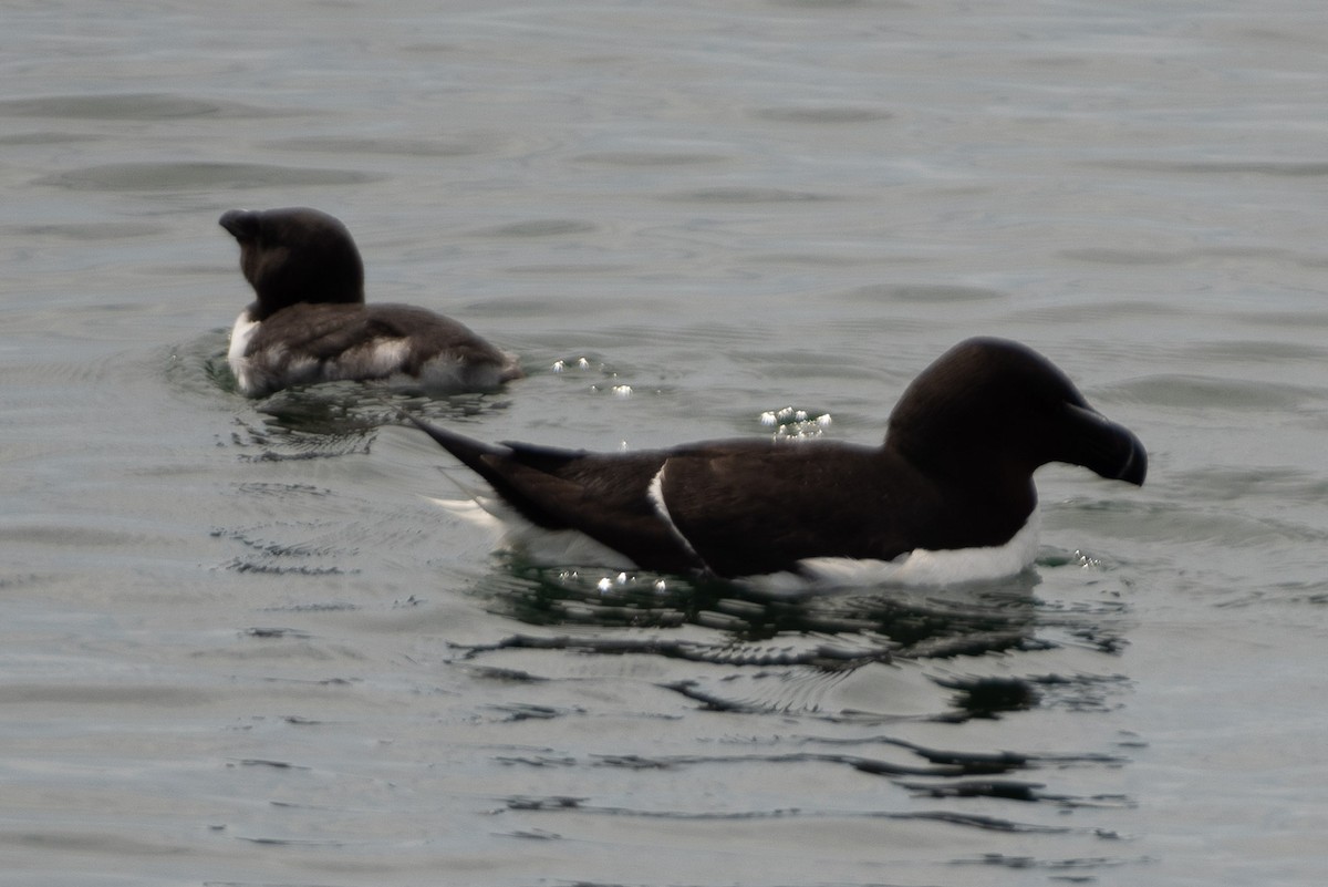 Petit Pingouin - ML465457831