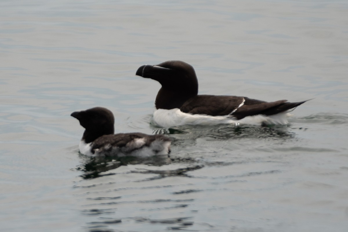 Razorbill - ML465457841