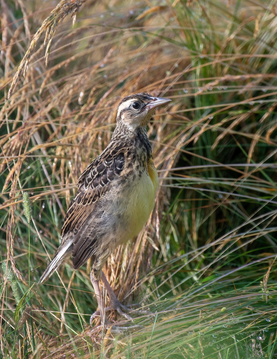 Eastern Meadowlark - Kshanti Greene